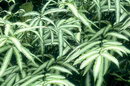 Pteris Cretica